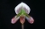 Paph. Hsinying Artweb